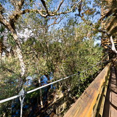 Mayakka River Canopy Walk