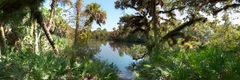 Jelks Preserve Mayakka Riverbank